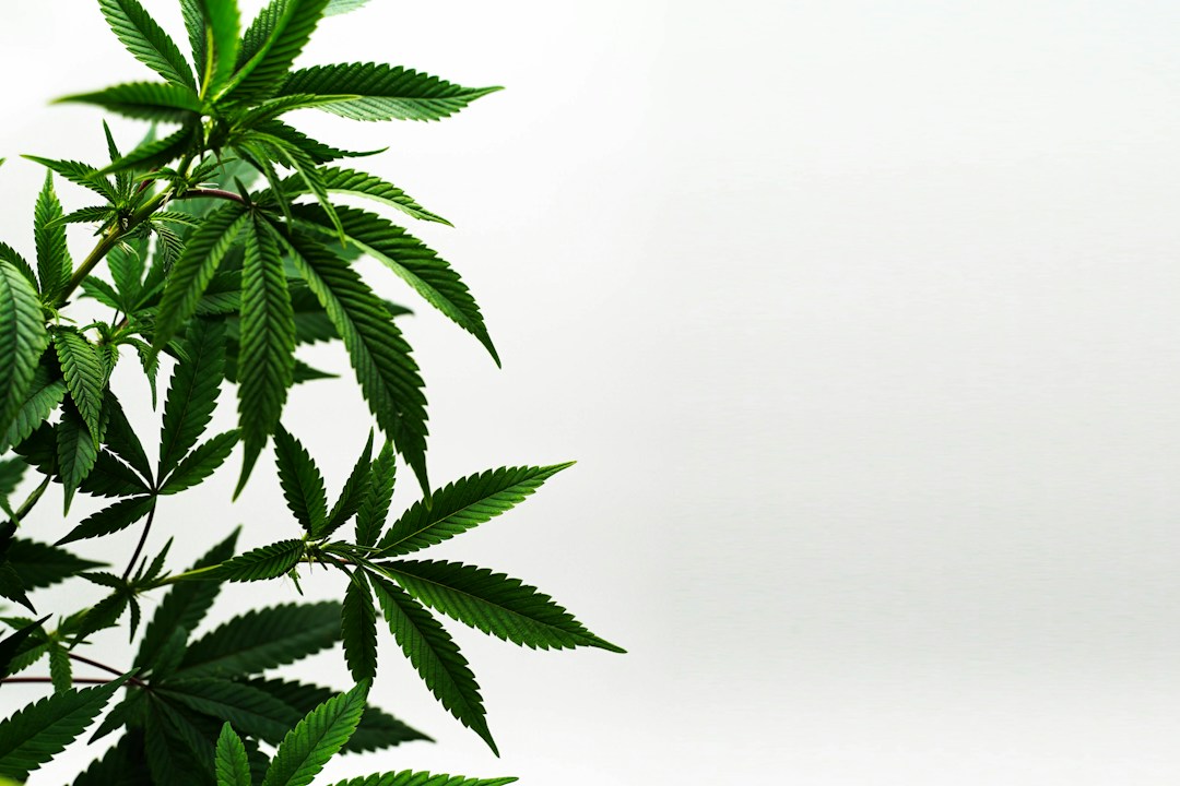 The Many Uses of CBD Cream 3 img