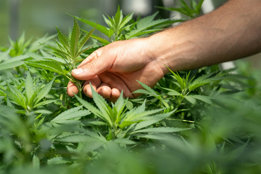 The Many Uses of CBD Cream 2 img