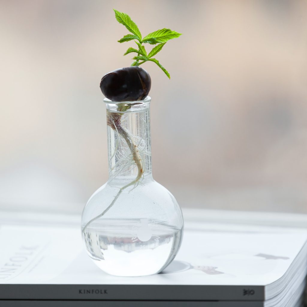 a plant in a glass vase