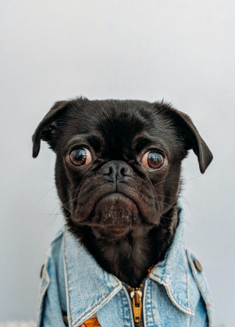 a dog wearing a jacket
