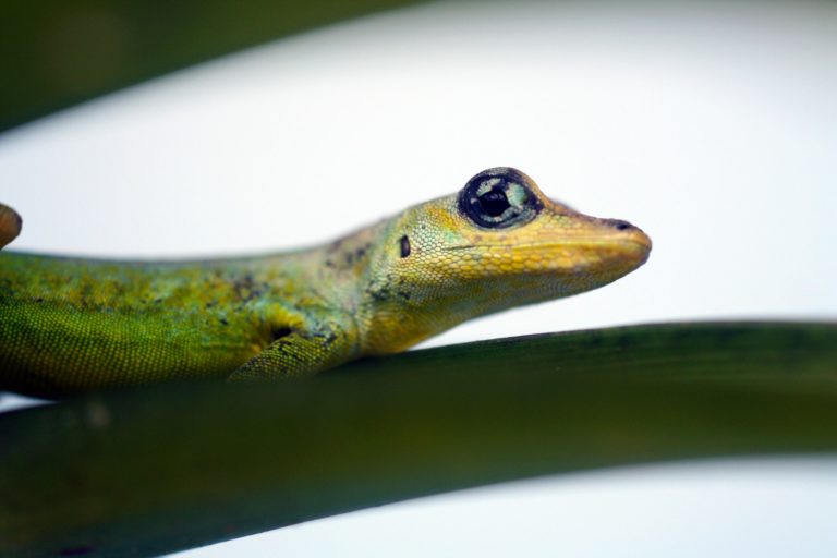 a frog on a leaf