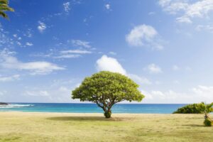 a tree on a beach